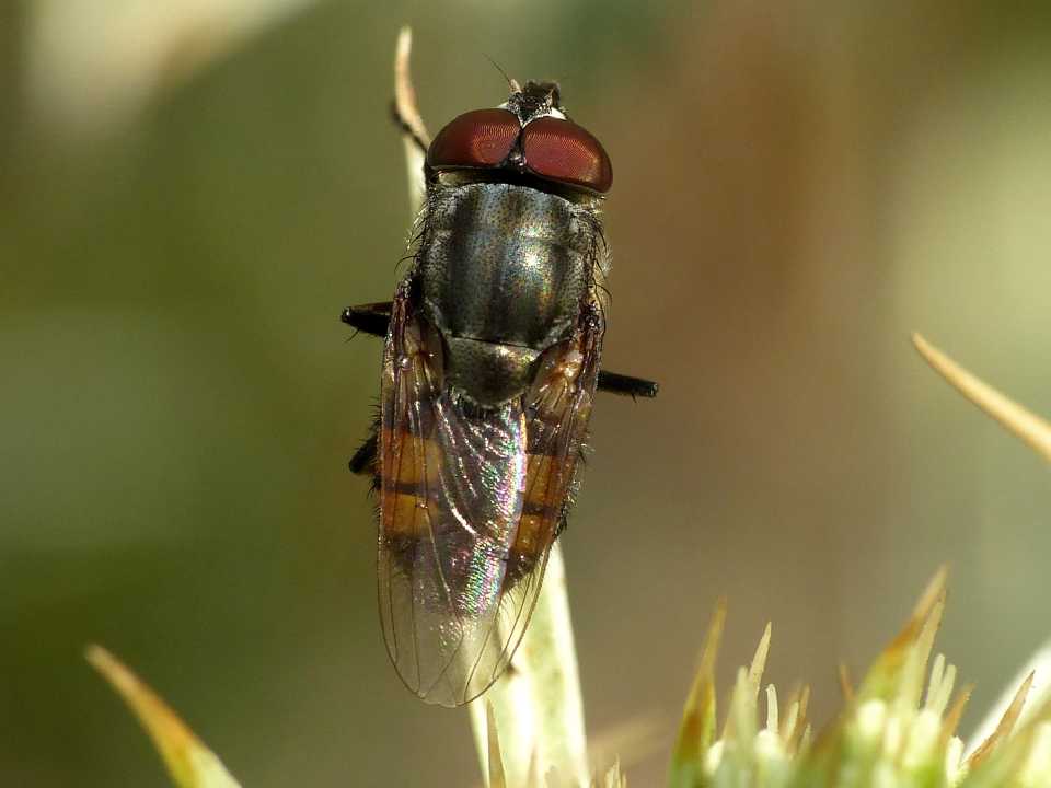 Maschio di Stomorhina lunata? Si